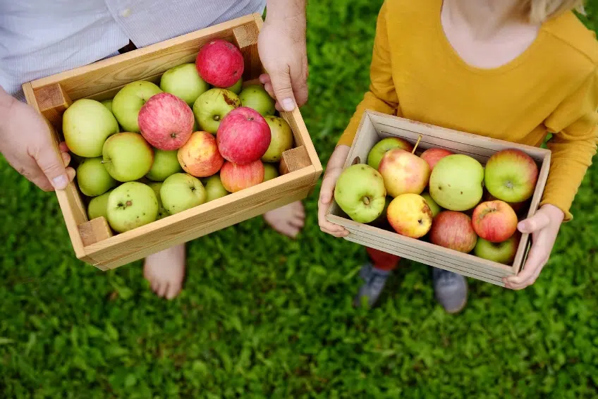 Apple picking in Vermont in Fall