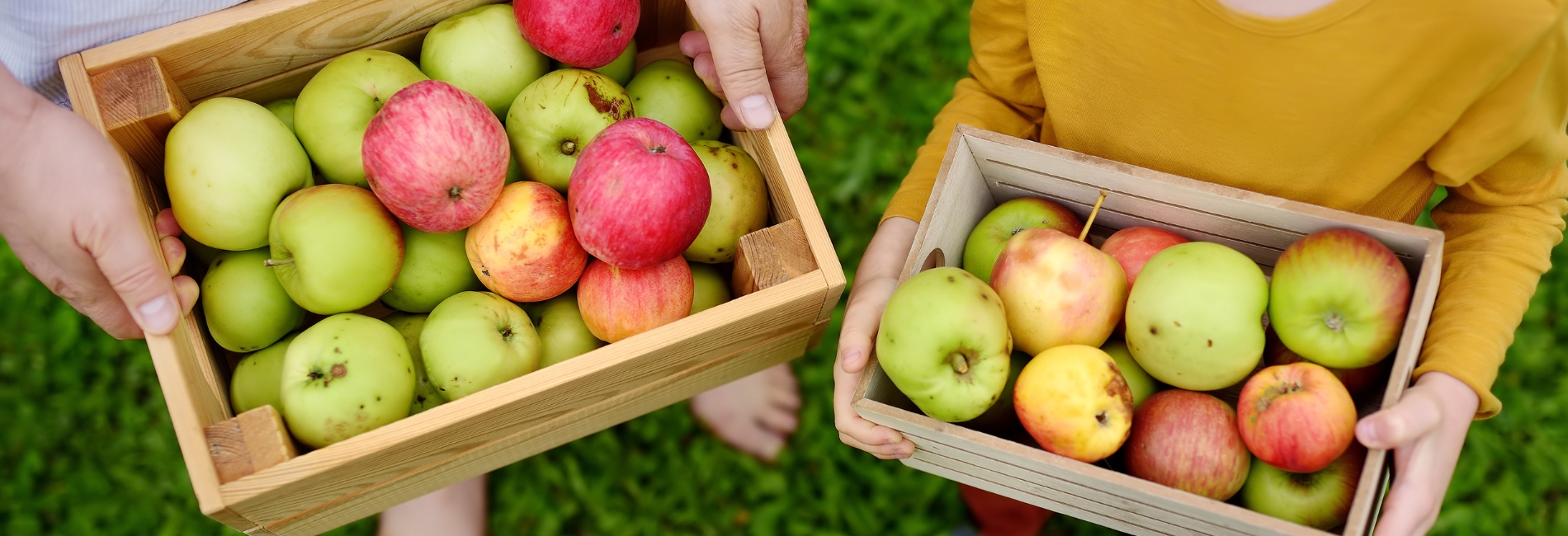 Apple picking in Vermont in Fall