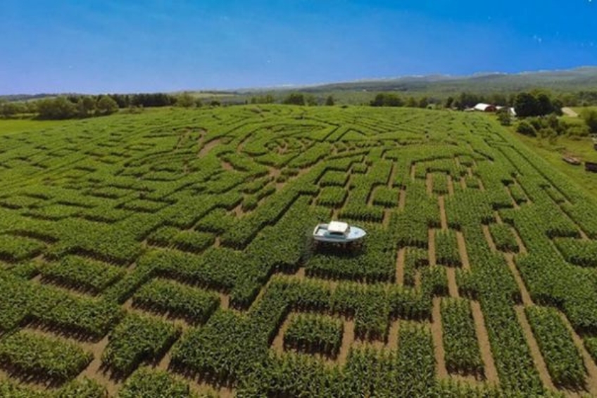 The Great Vermont Corn Maze