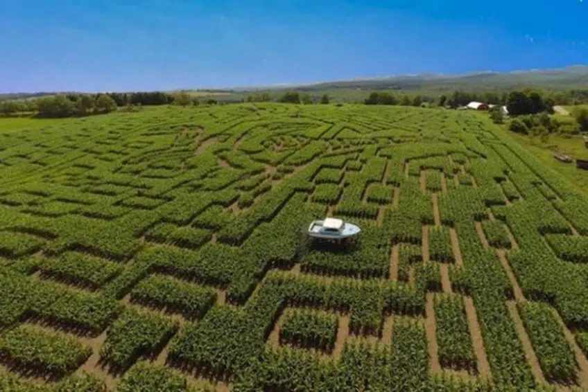 The Great Vermont Corn Maze