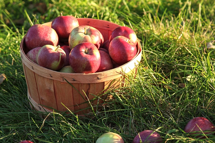 2. Pick-Your-Own Apples - New Hampshire Fall Foliage Guide