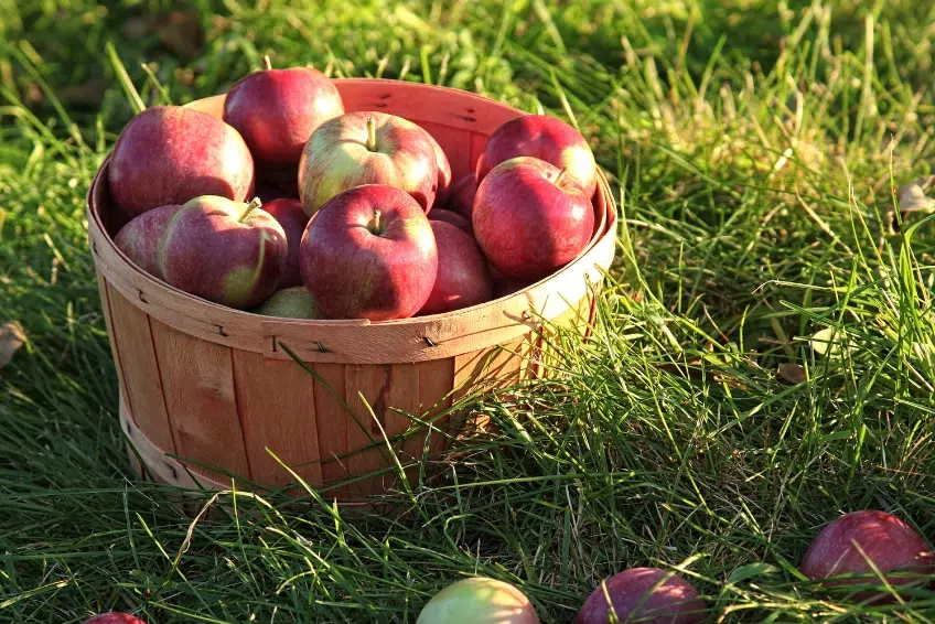 2. Pick-Your-Own Apples - New Hampshire Fall Foliage Guide