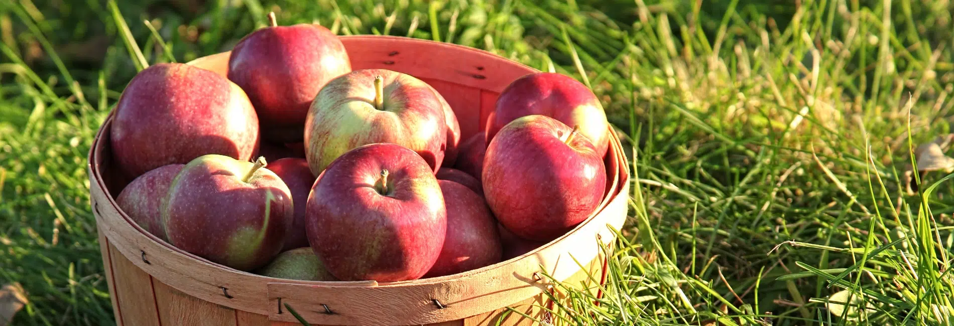 2. Pick-Your-Own Apples - New Hampshire Fall Foliage Guide