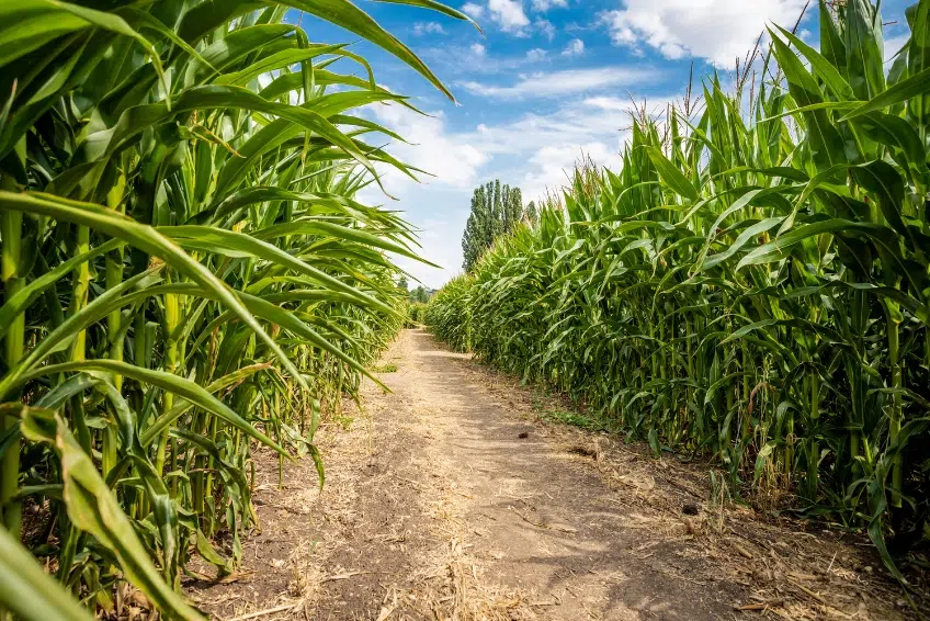 5. Explore A New Hampshire Corn Maze - New Hampshire Fall Foliage Guide