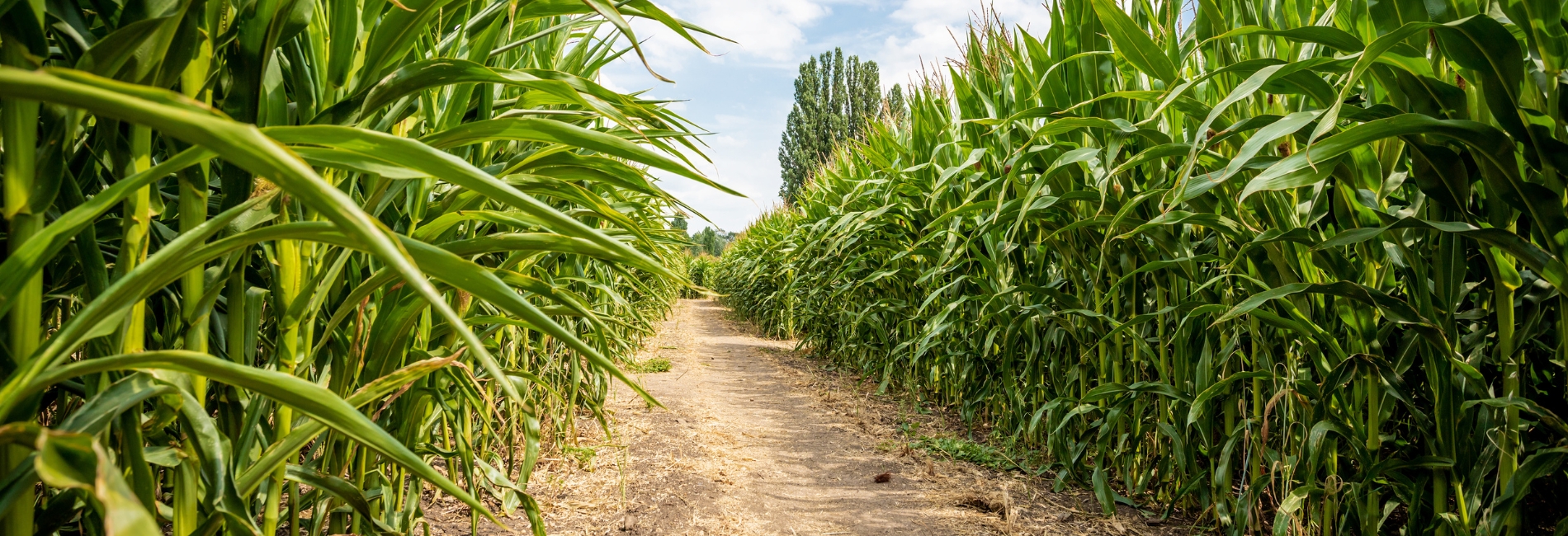 5. Explore A New Hampshire Corn Maze - New Hampshire Fall Foliage Guide