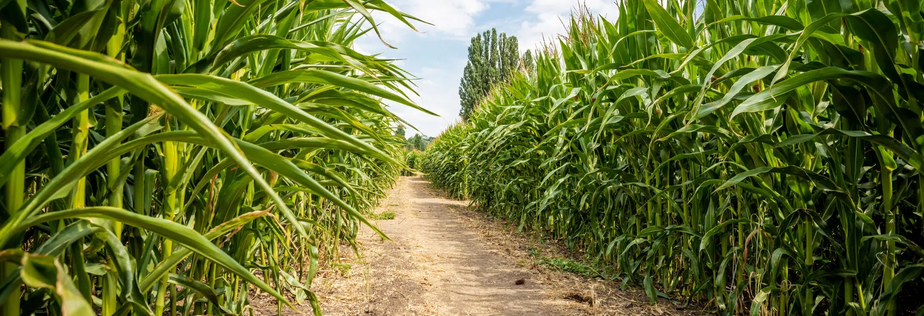 5. Explore A New Hampshire Corn Maze - New Hampshire Fall Foliage Guide