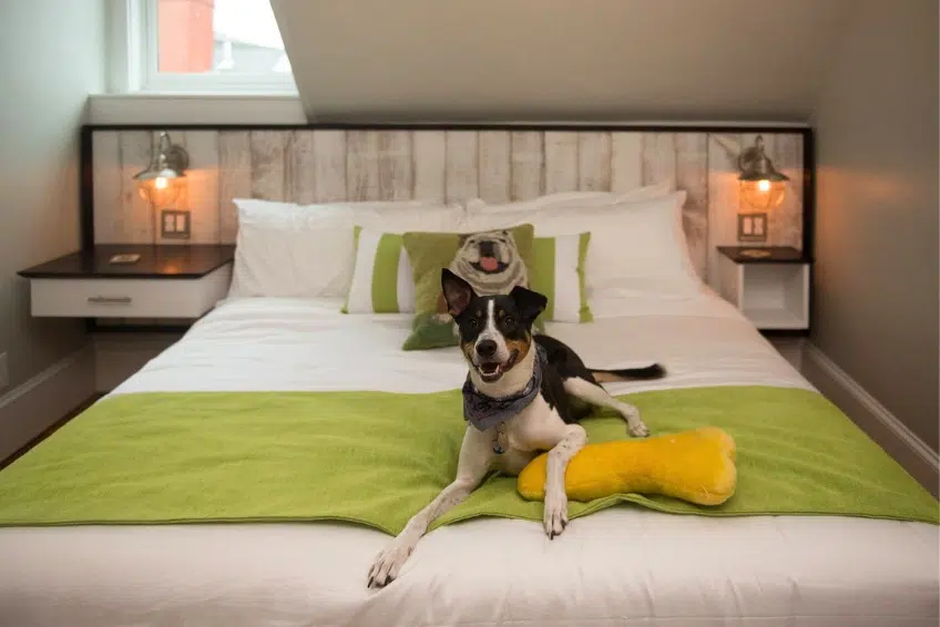 Newport Bed & Breakfast Guide - Paws On Pelham