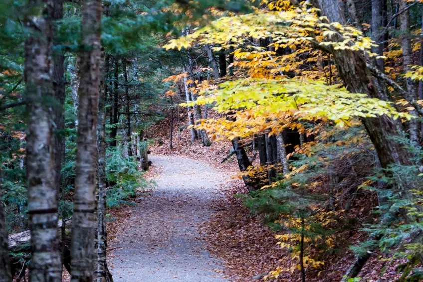 Sabbaday Falls Trail